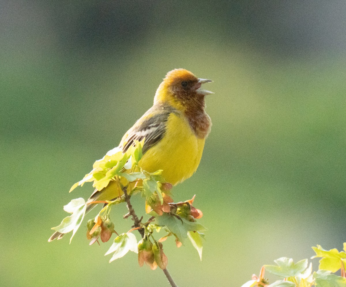 Red-headed Bunting - ML618586825