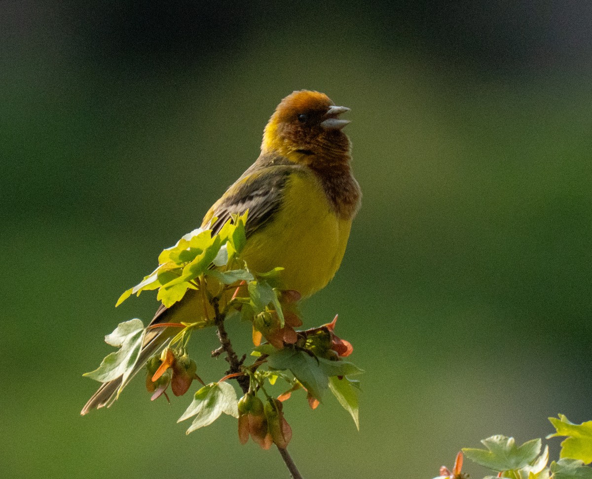 Red-headed Bunting - ML618586826