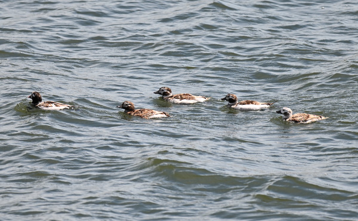 Long-tailed Duck - ML618586871