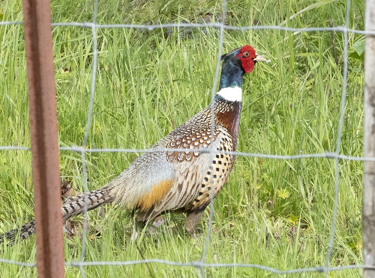 Ring-necked Pheasant - ML618586895