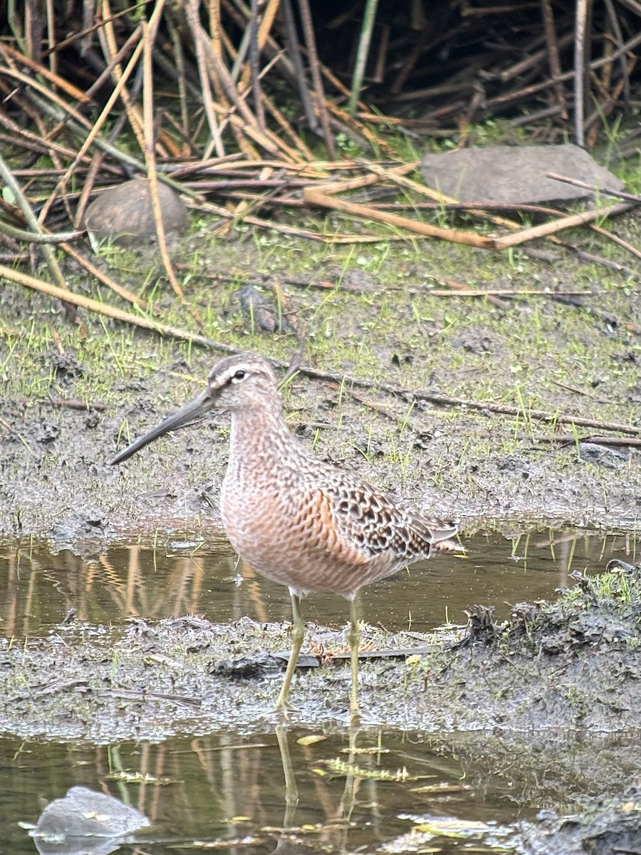 Long-billed Dowitcher - ML618586974