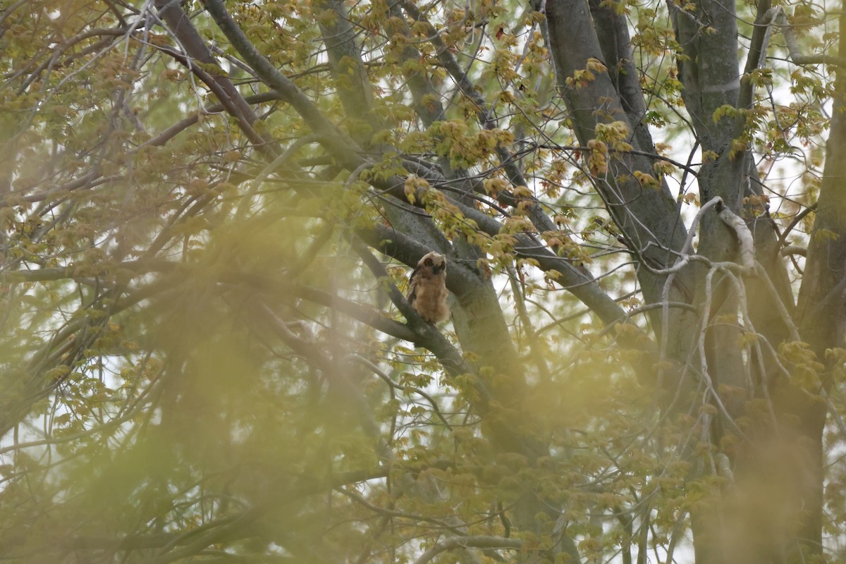 Great Horned Owl - ML618587017
