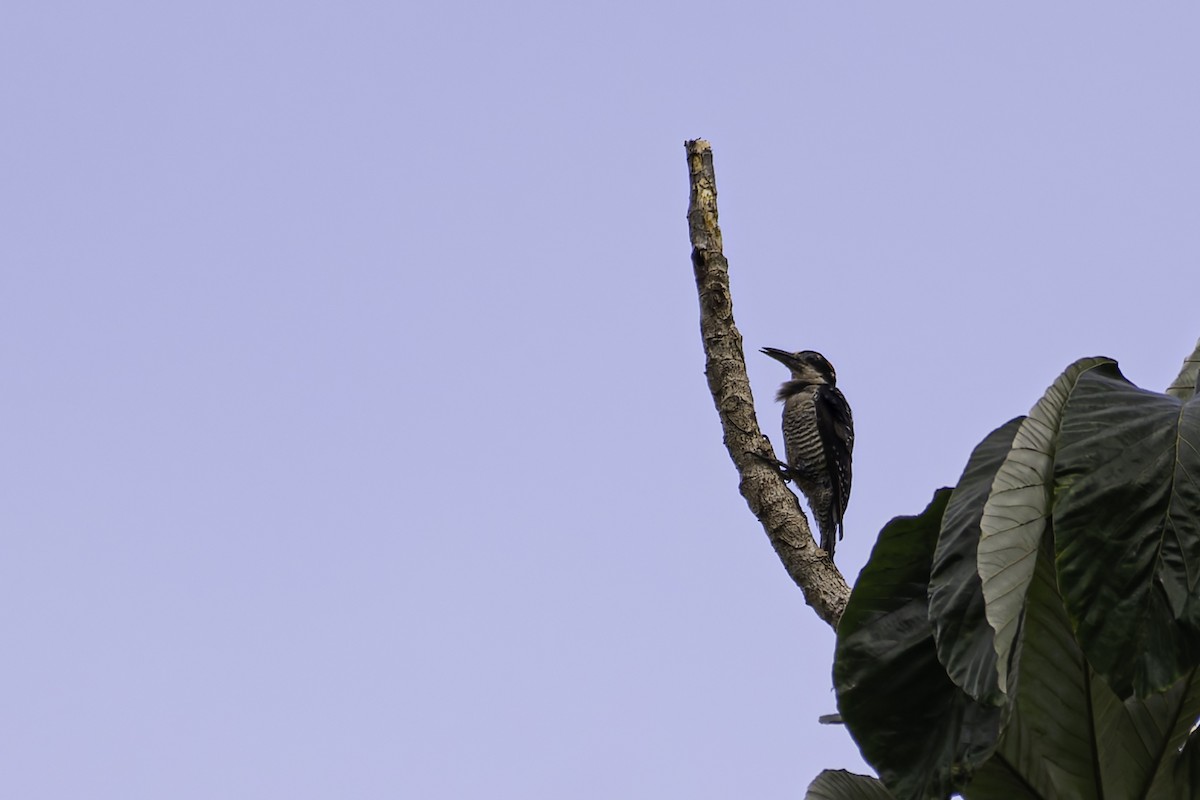 Black-cheeked Woodpecker - ML618587020