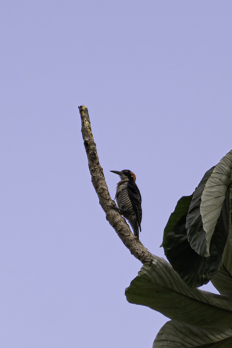 Black-cheeked Woodpecker - ML618587031