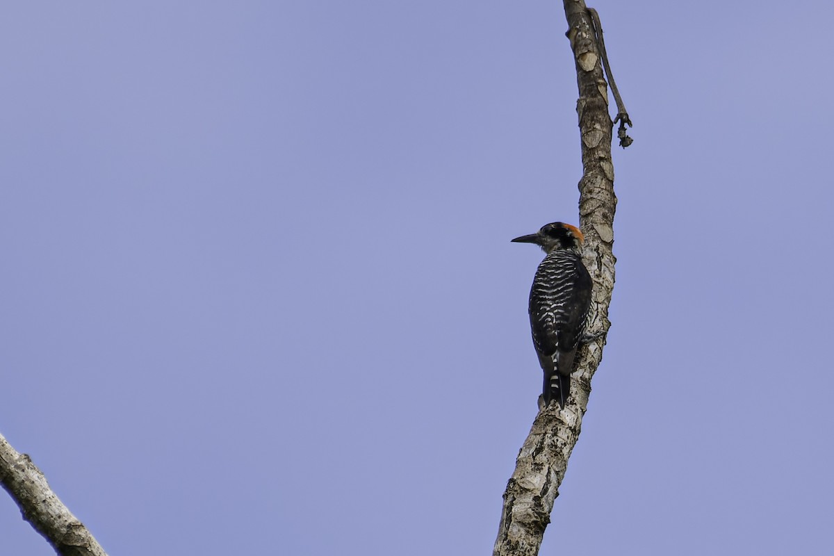Black-cheeked Woodpecker - George Roussey