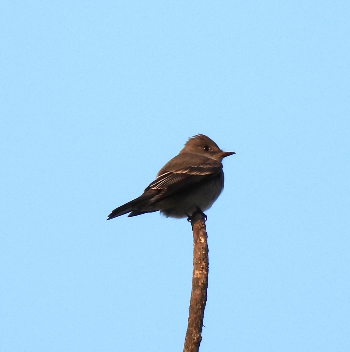 Greater Pewee - ML618587053