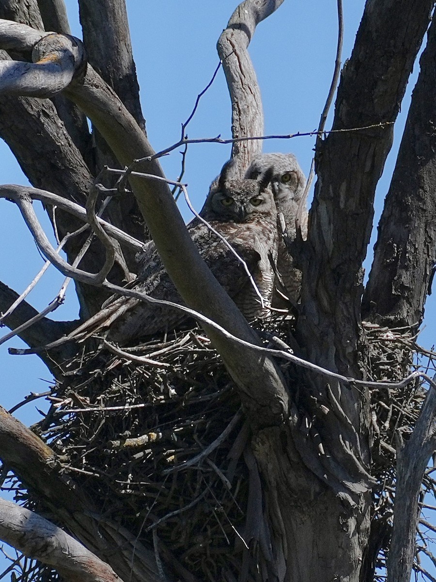 Great Horned Owl - ML618587115