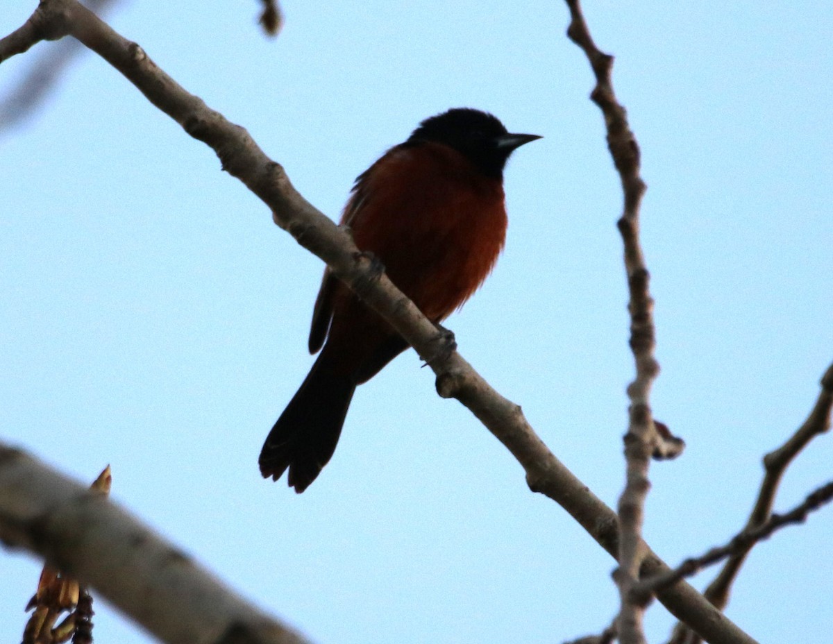 Orchard Oriole - ML618587219