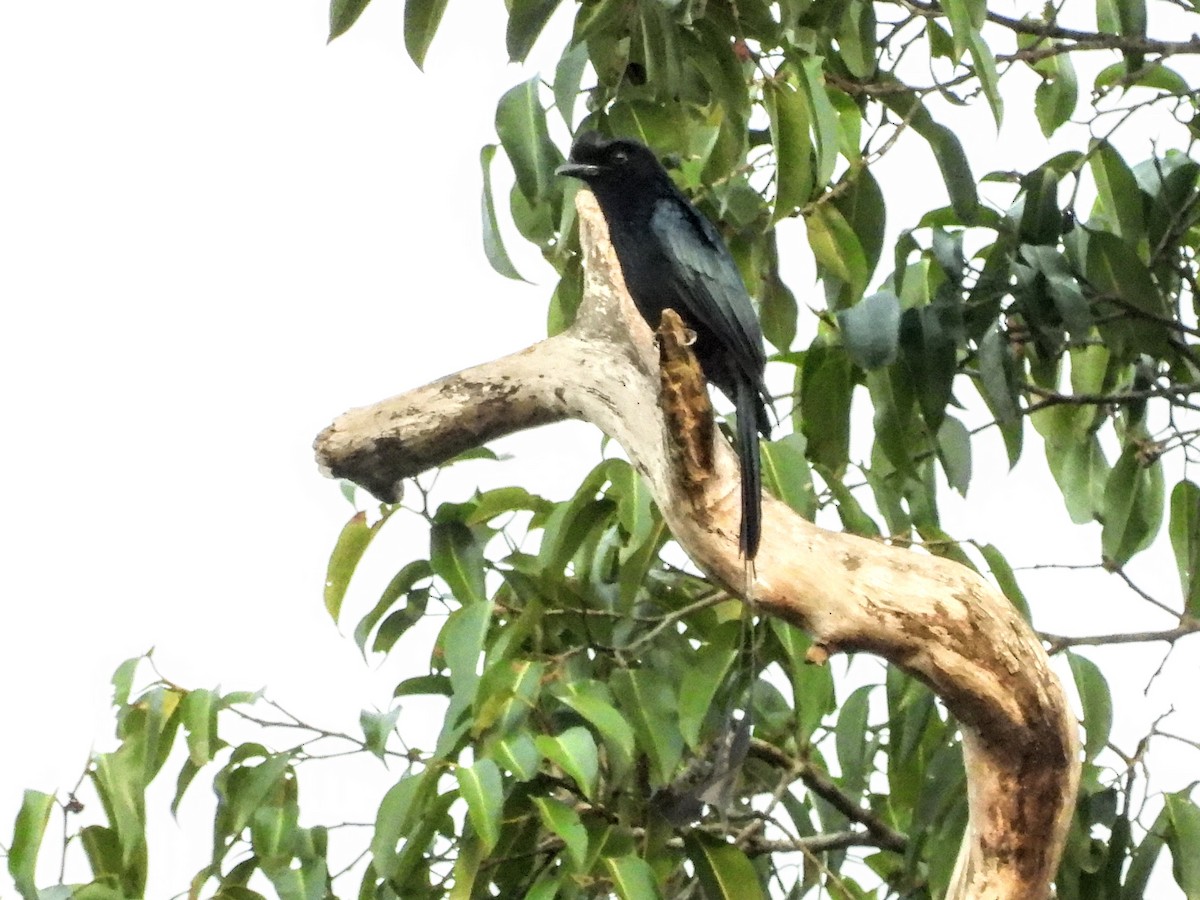 Greater Racket-tailed Drongo - ML618587228