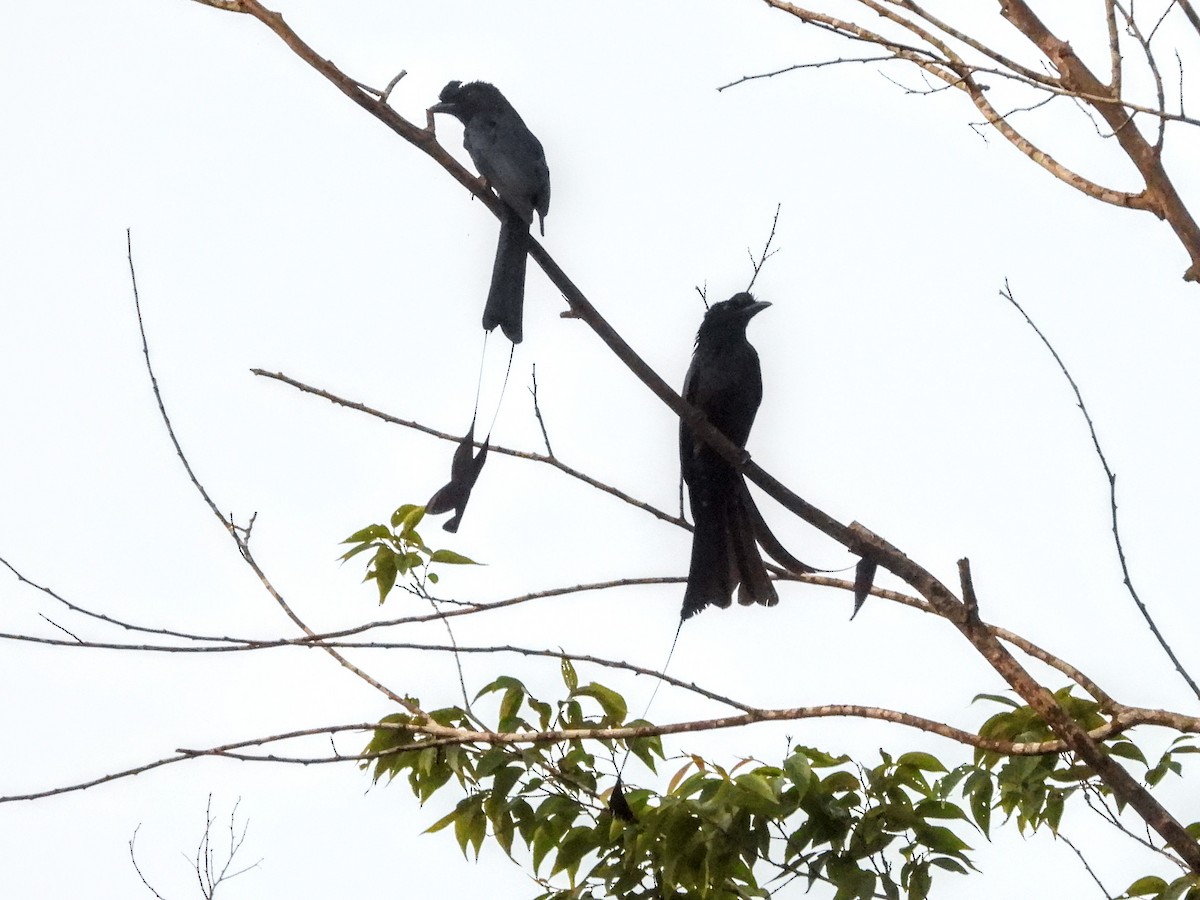 Greater Racket-tailed Drongo - ML618587229