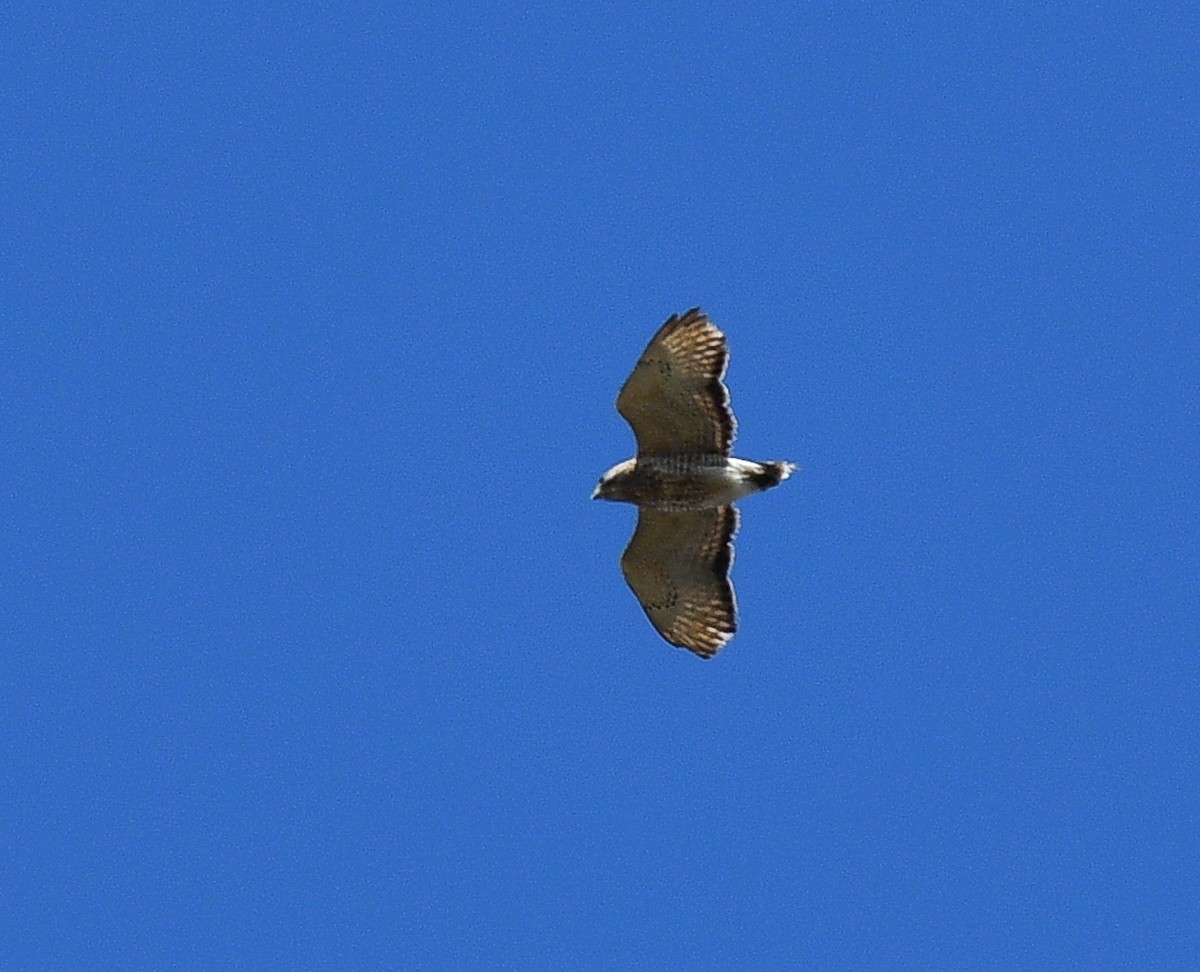 Broad-winged Hawk - ML618587232