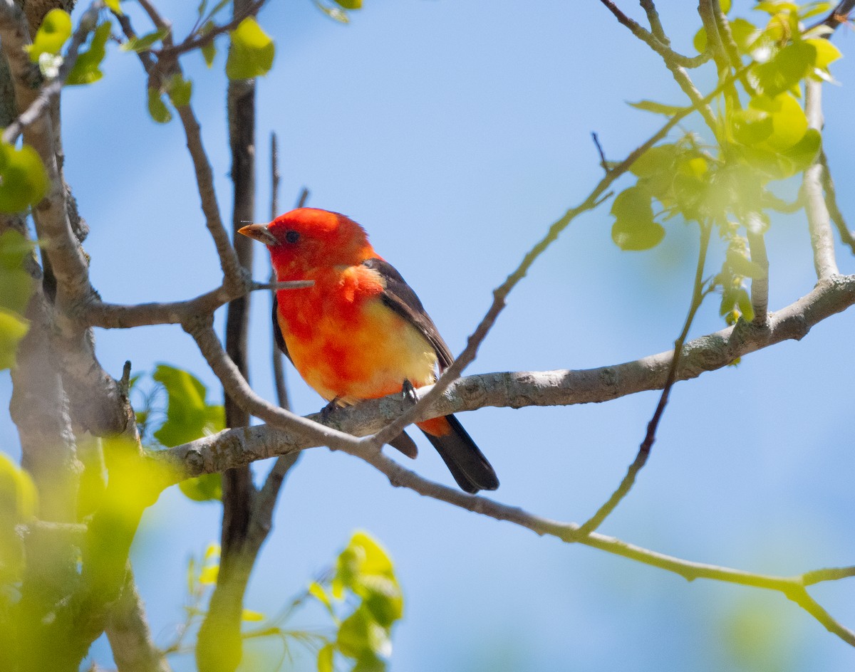 Scarlet Tanager - ML618587238