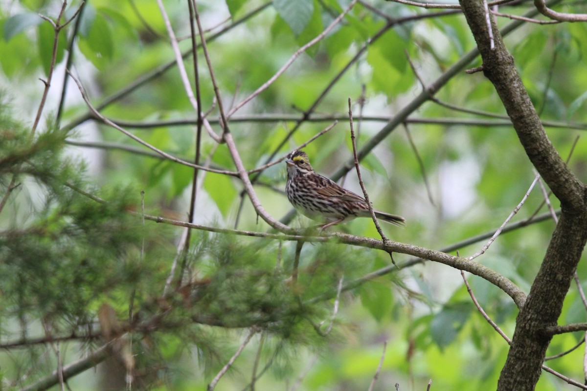Savannah Sparrow - ML618587283