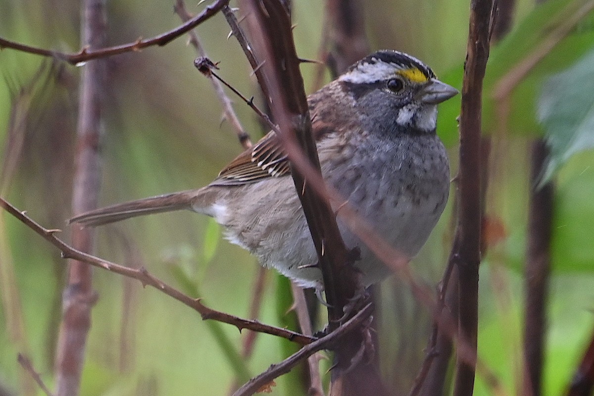 White-throated Sparrow - ML618587293