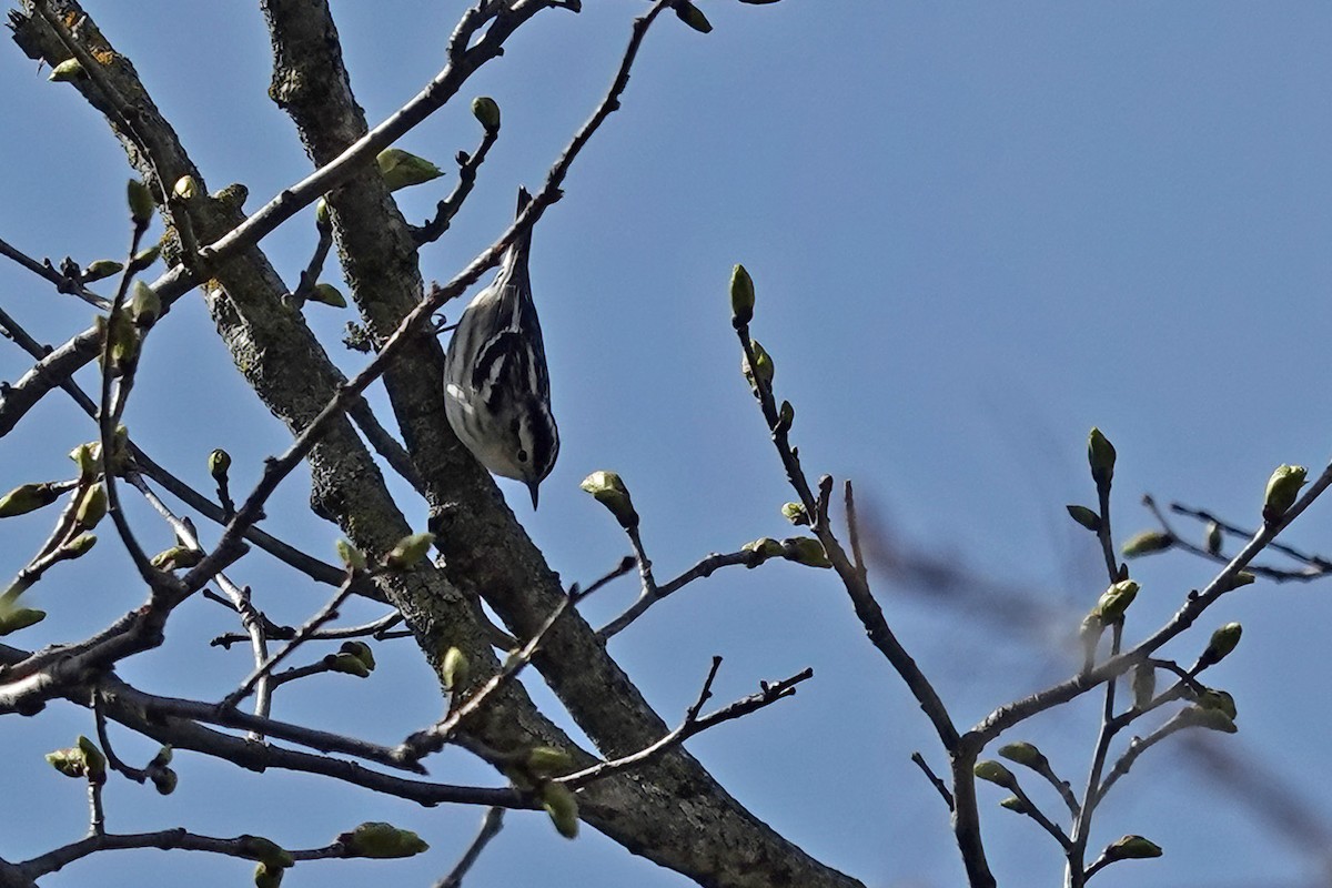 Black-and-white Warbler - ML618587322