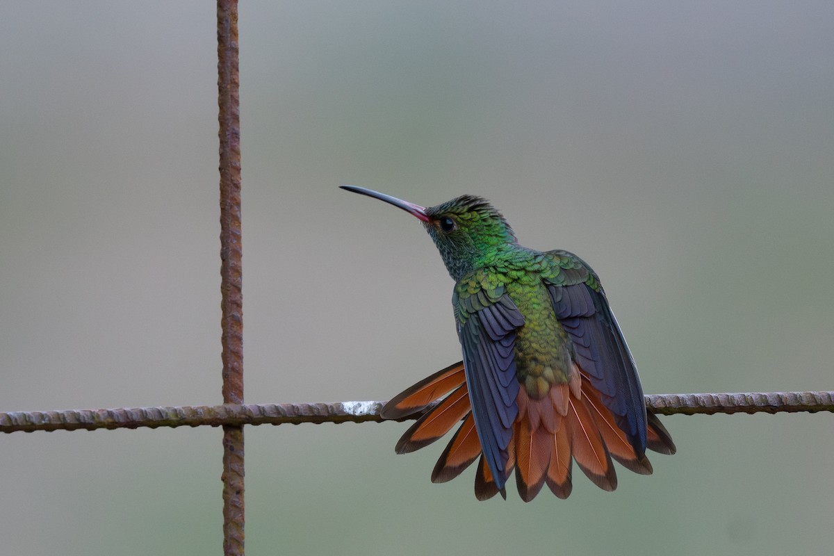 Rufous-tailed Hummingbird - ML618587323