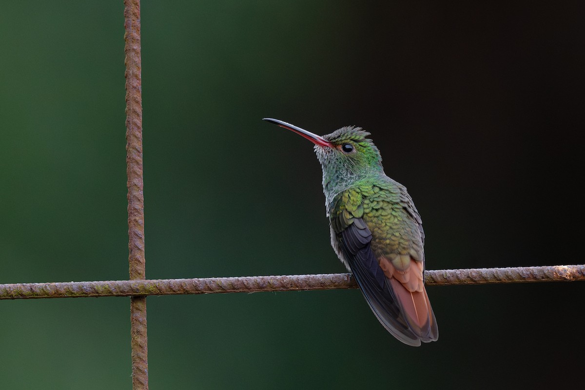 Rufous-tailed Hummingbird - ML618587325