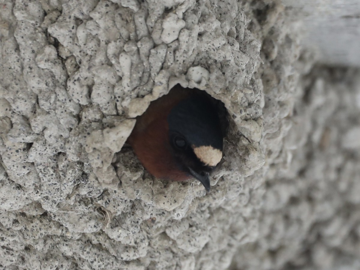 Cliff Swallow - Mike McInnis