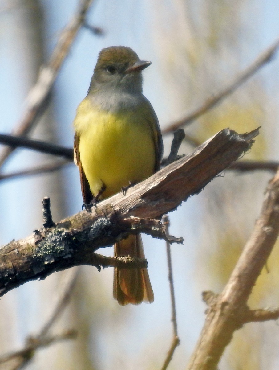 Great Crested Flycatcher - ML618587422