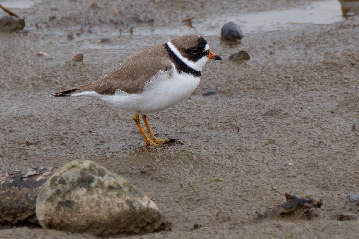 Semipalmated Plover - ML618587445