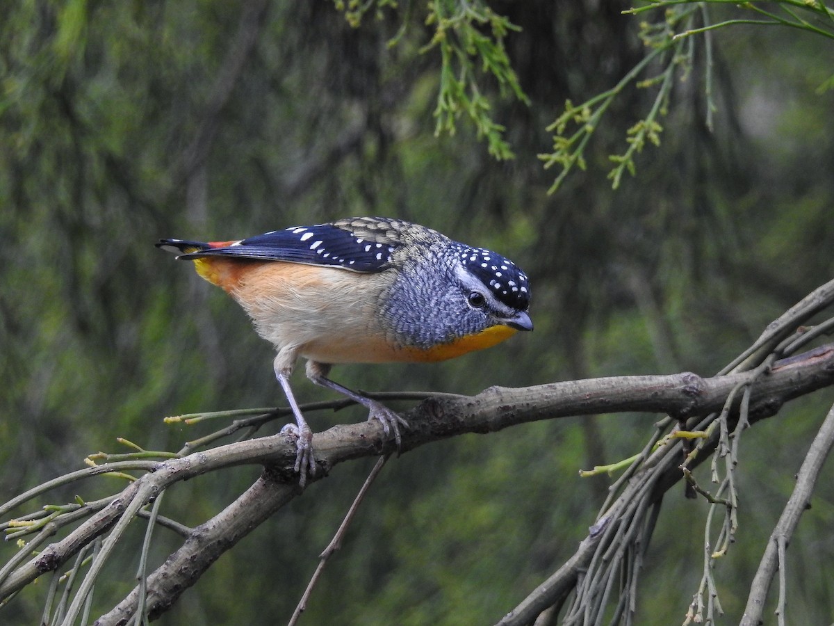 Spotted Pardalote - ML618587470