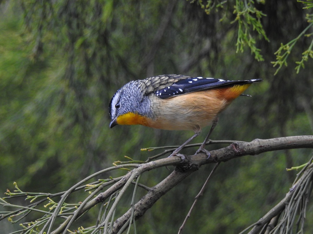 Spotted Pardalote - ML618587472