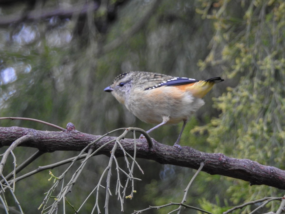 Spotted Pardalote - ML618587473