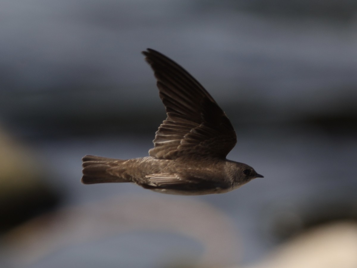 Northern Rough-winged Swallow - ML618587489