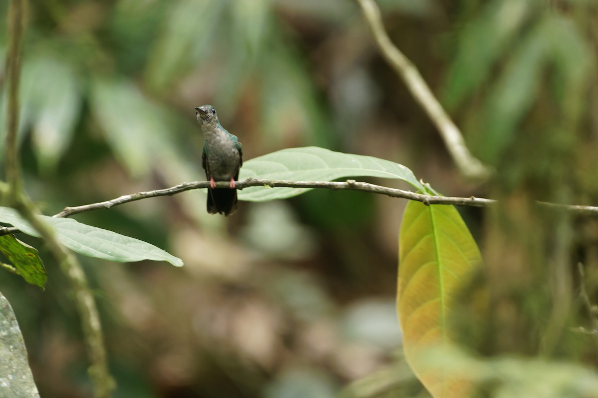 kolibřík křivozobý - ML618587496