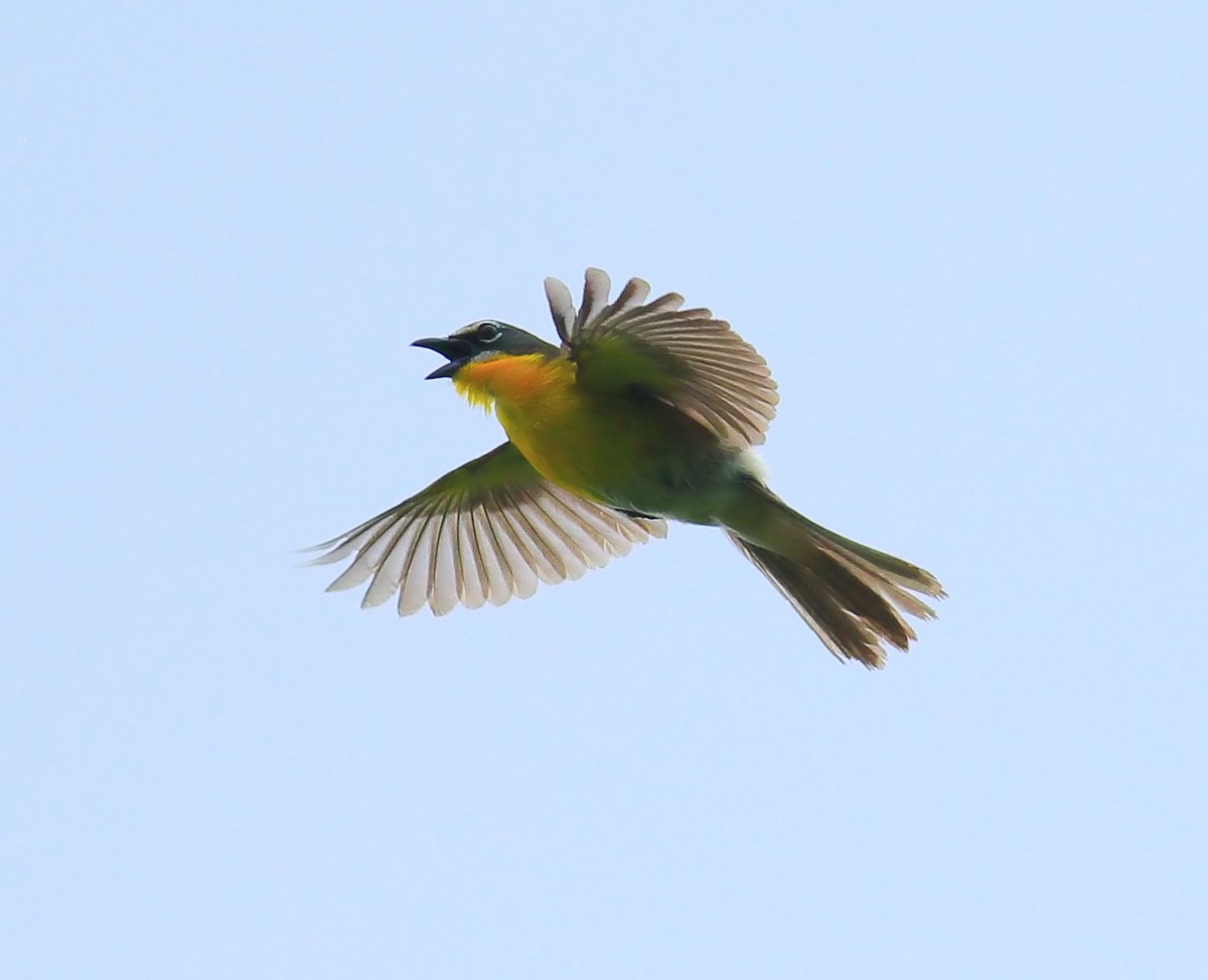 Yellow-breasted Chat - ML618587513