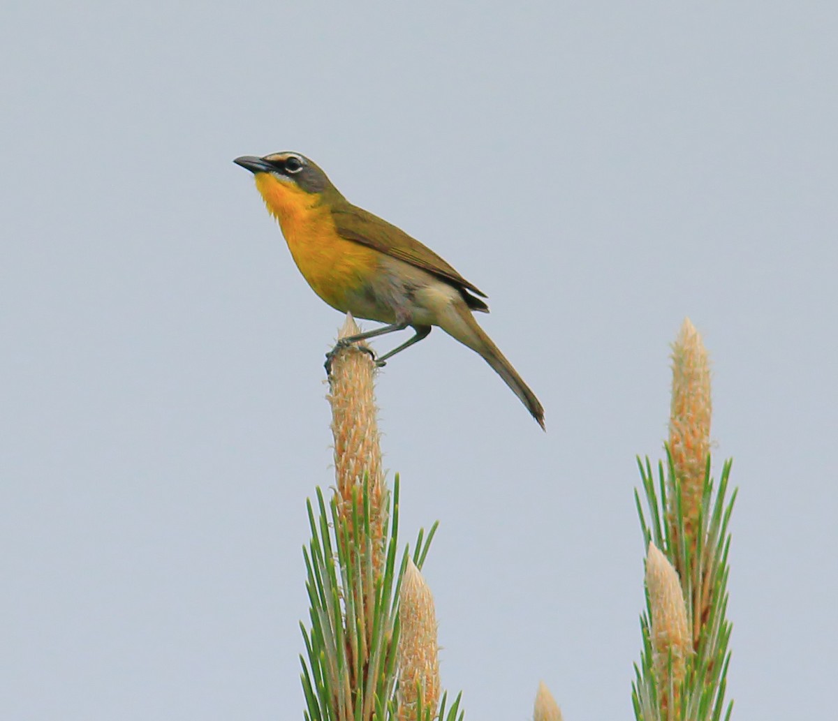 Yellow-breasted Chat - ML618587514