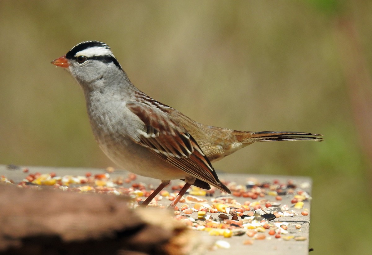 White-crowned Sparrow - ML618587528