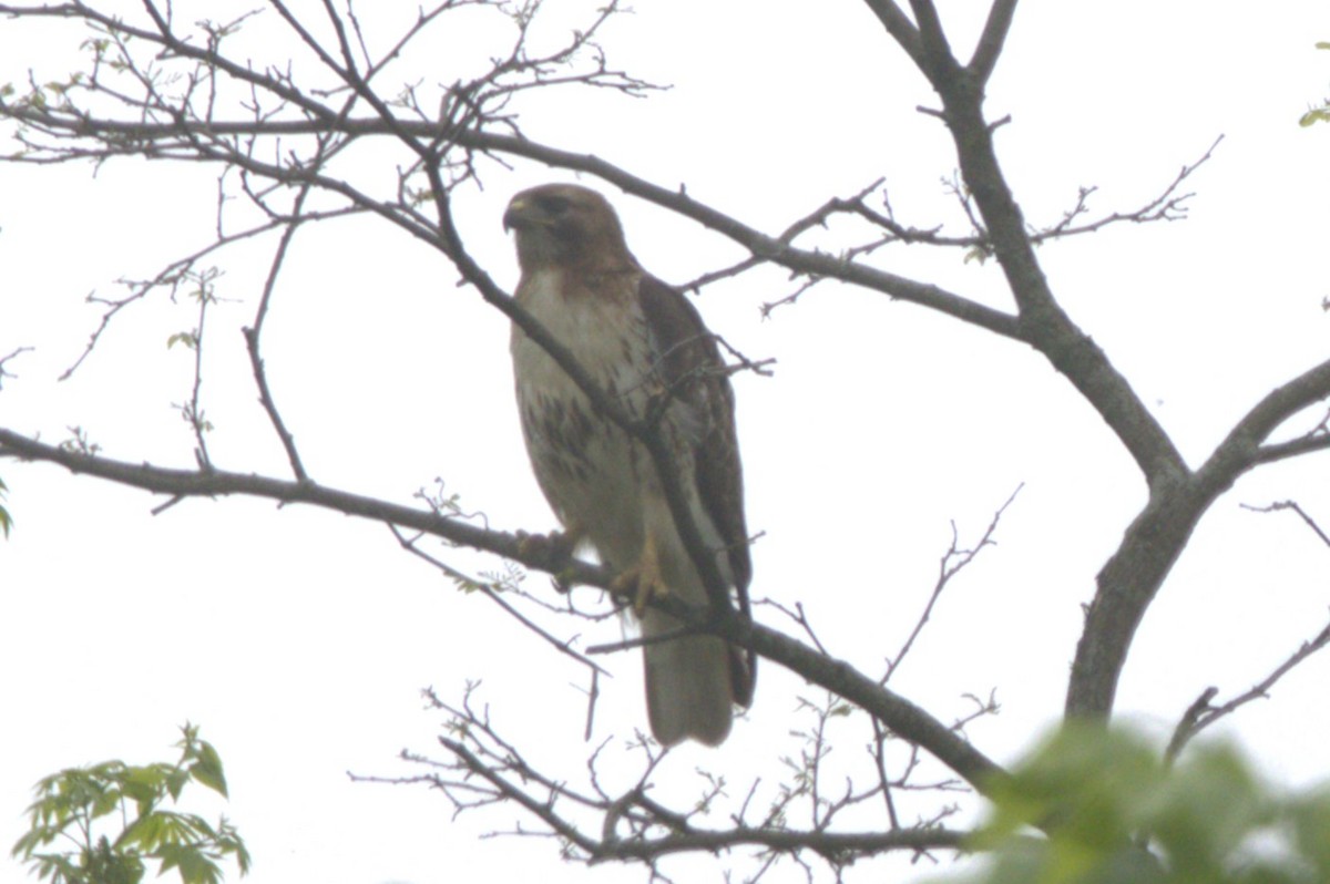 eBird Checklist - 6 May 2024 - Frick Park EEC - 33 species