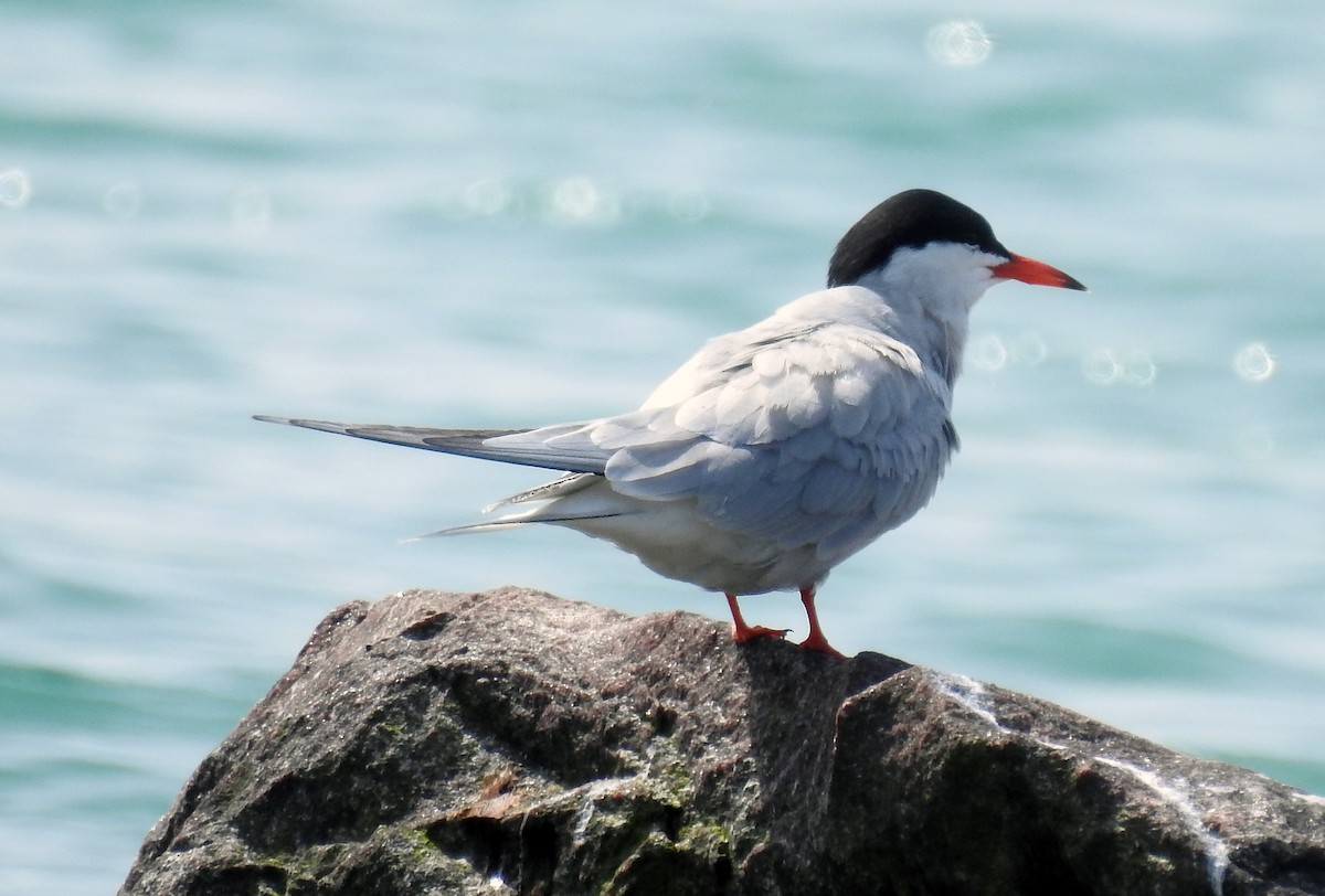 Common Tern - ML618587594