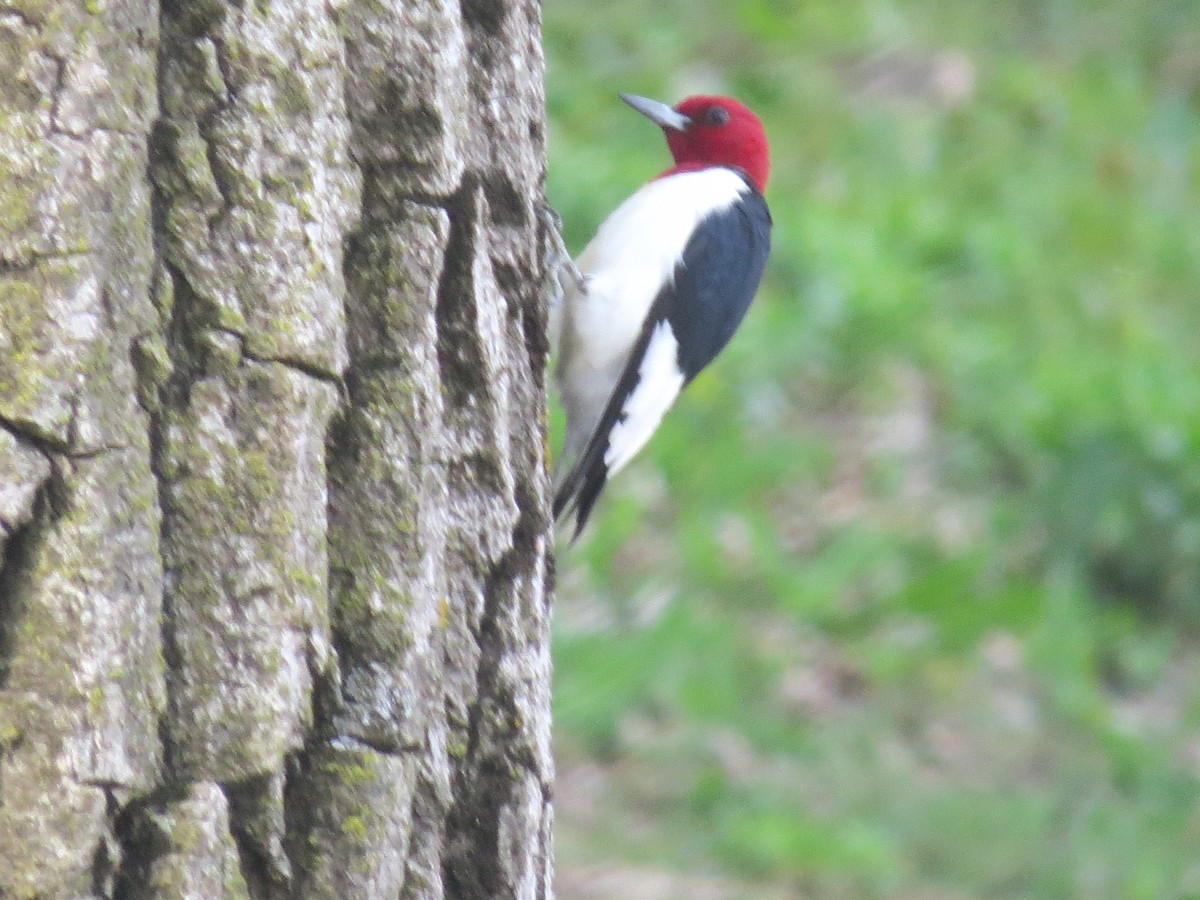 Red-headed Woodpecker - ML618587595