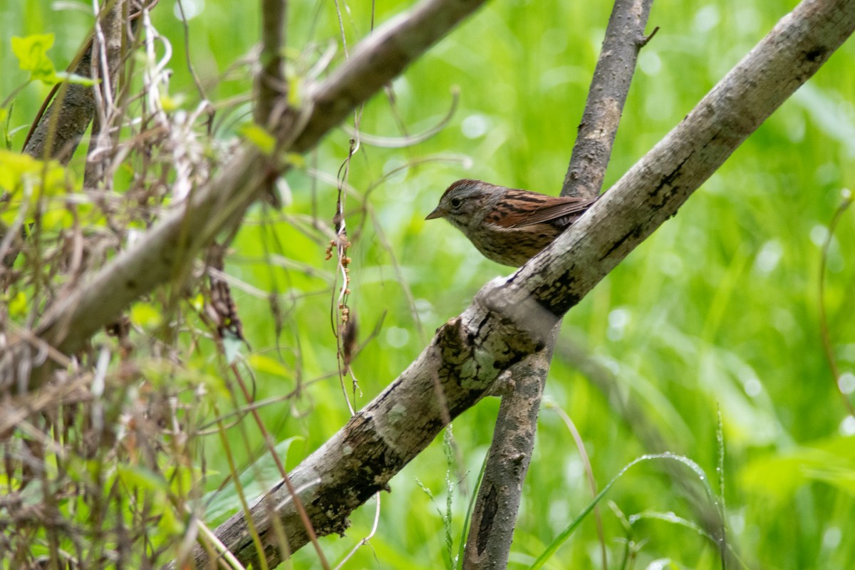 Swamp Sparrow - ML618587688