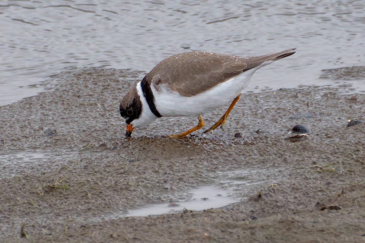 Semipalmated Plover - ML618587709