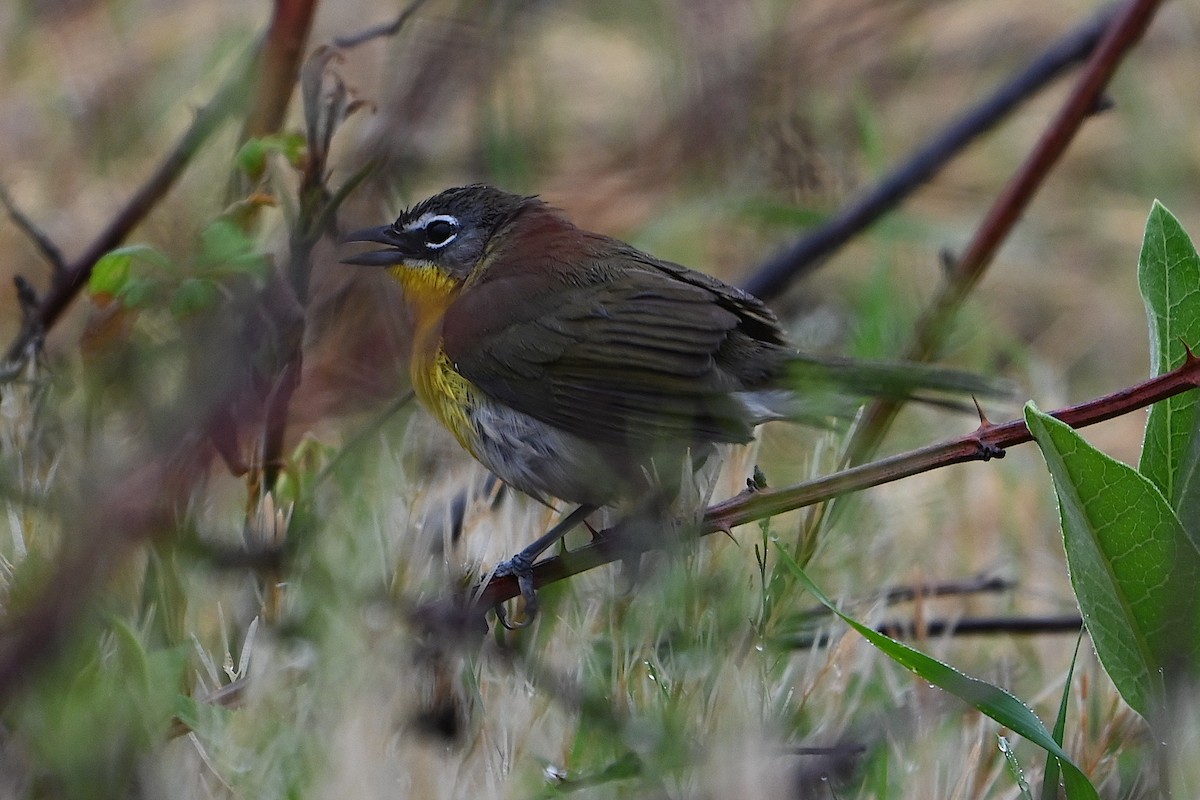 Yellow-breasted Chat - ML618587718