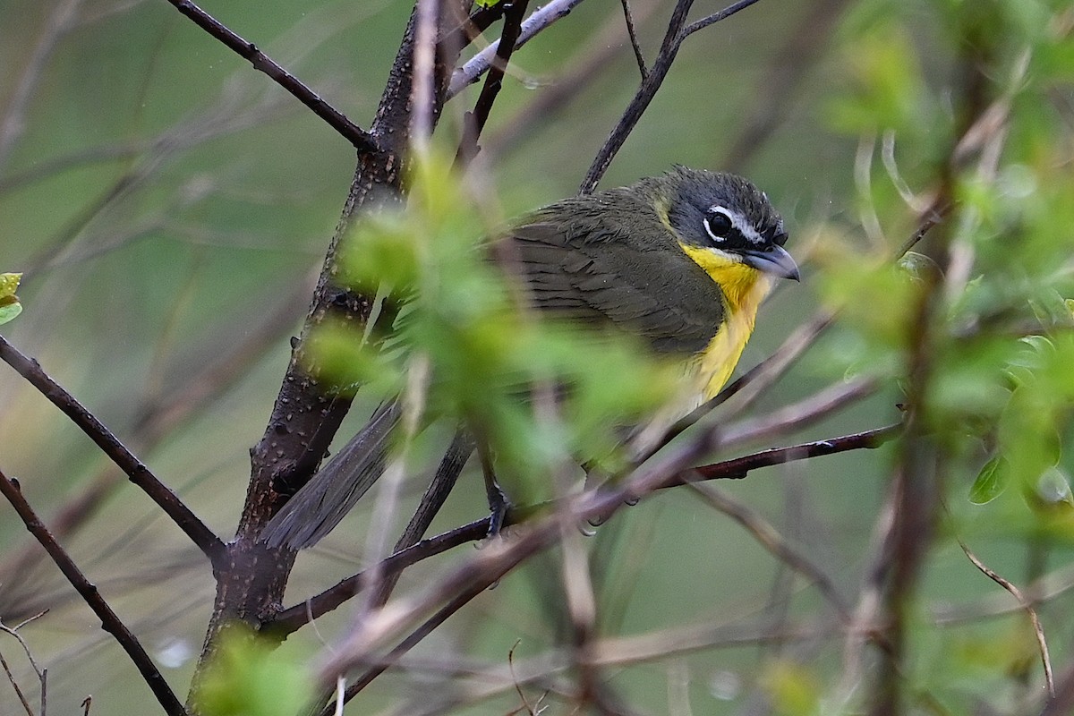 Yellow-breasted Chat - ML618587719