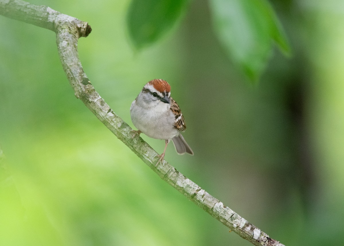 Chipping Sparrow - ML618587731