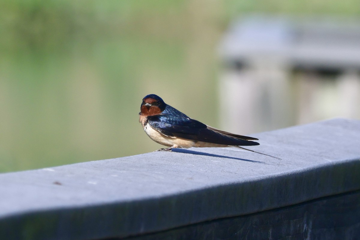 Barn Swallow (American) - ML618587753