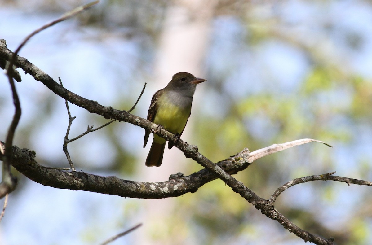 Great Crested Flycatcher - ML618587760