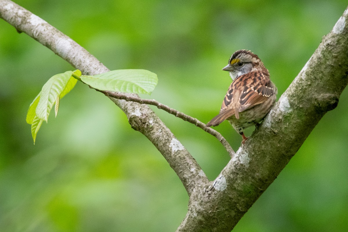 White-throated Sparrow - ML618587772