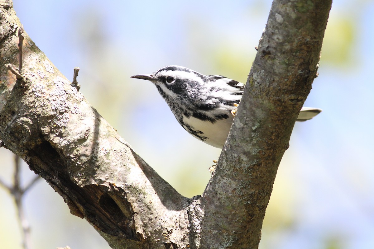 Black-and-white Warbler - ML618587773