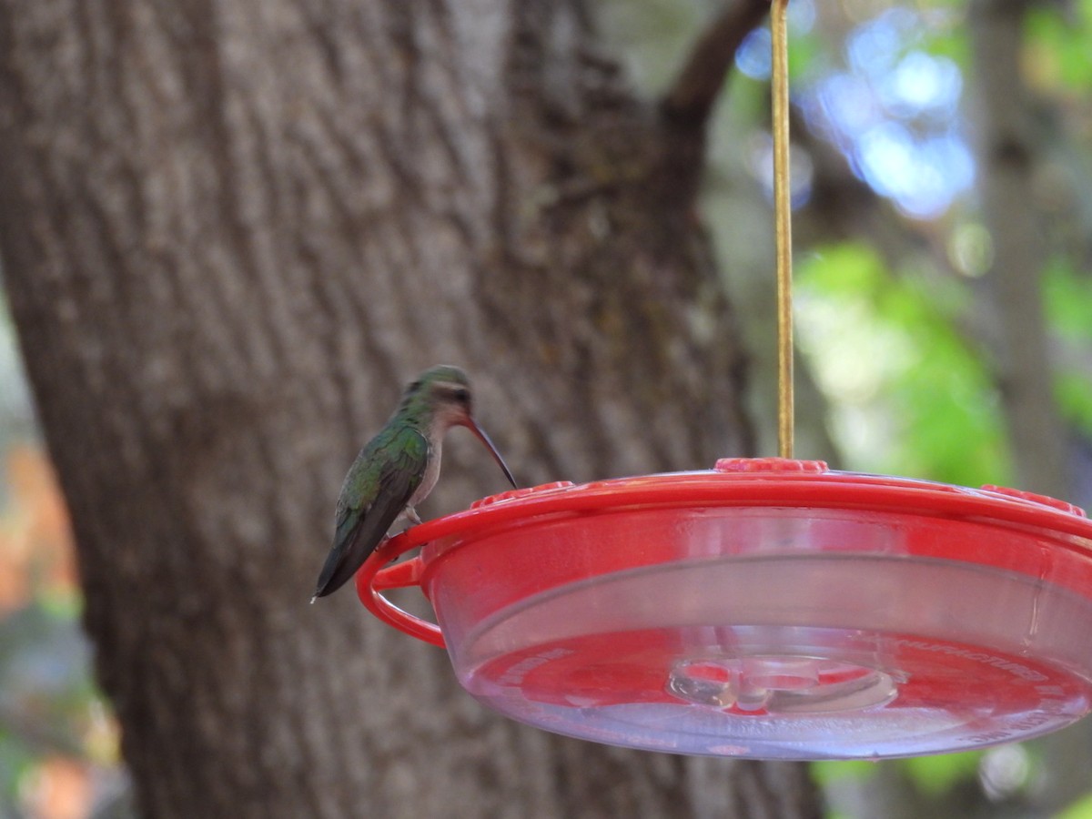 Broad-billed Hummingbird - ML618587785