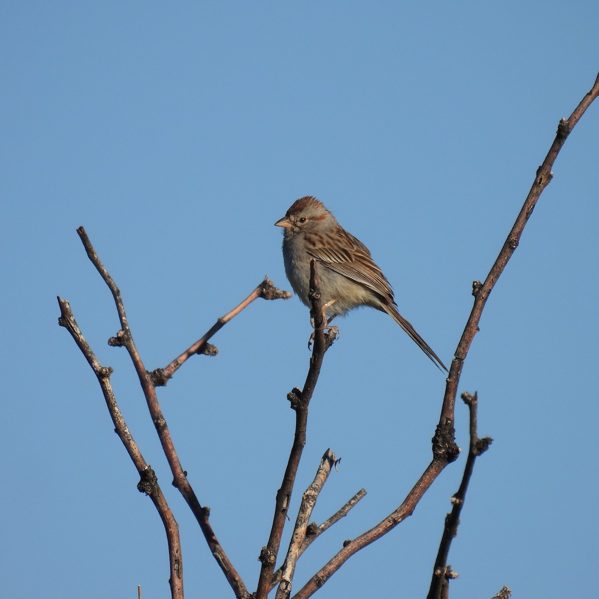 Rufous-winged Sparrow - Seth Halman
