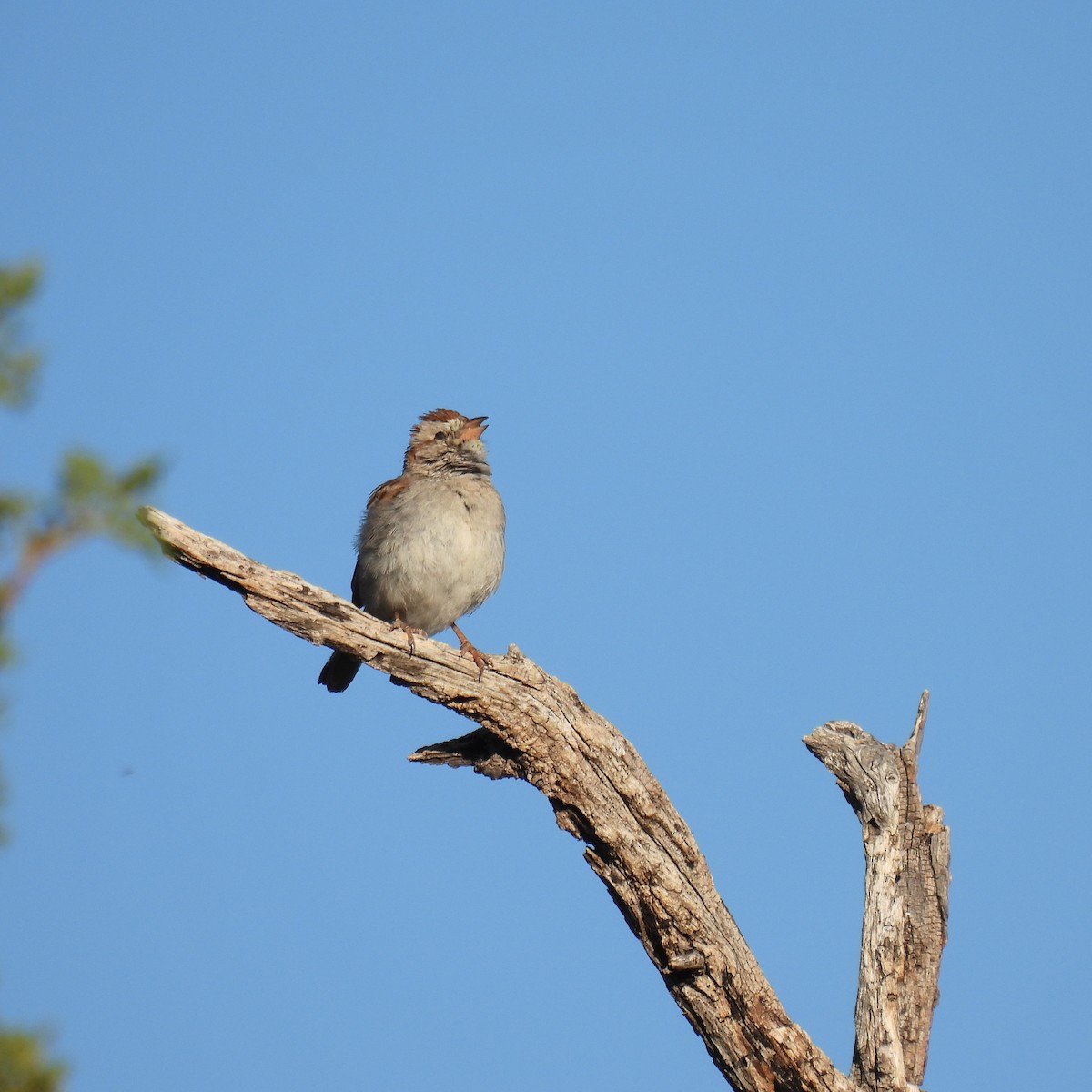 Rufous-winged Sparrow - ML618587821