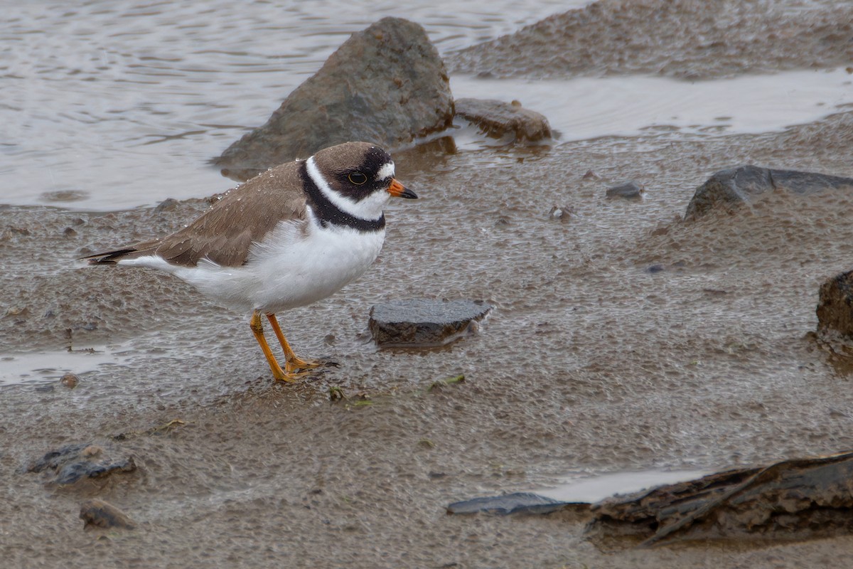 Semipalmated Plover - ML618587839