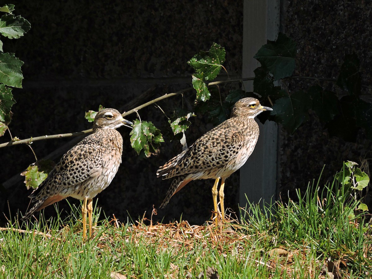 Spotted Thick-knee - ML618587855