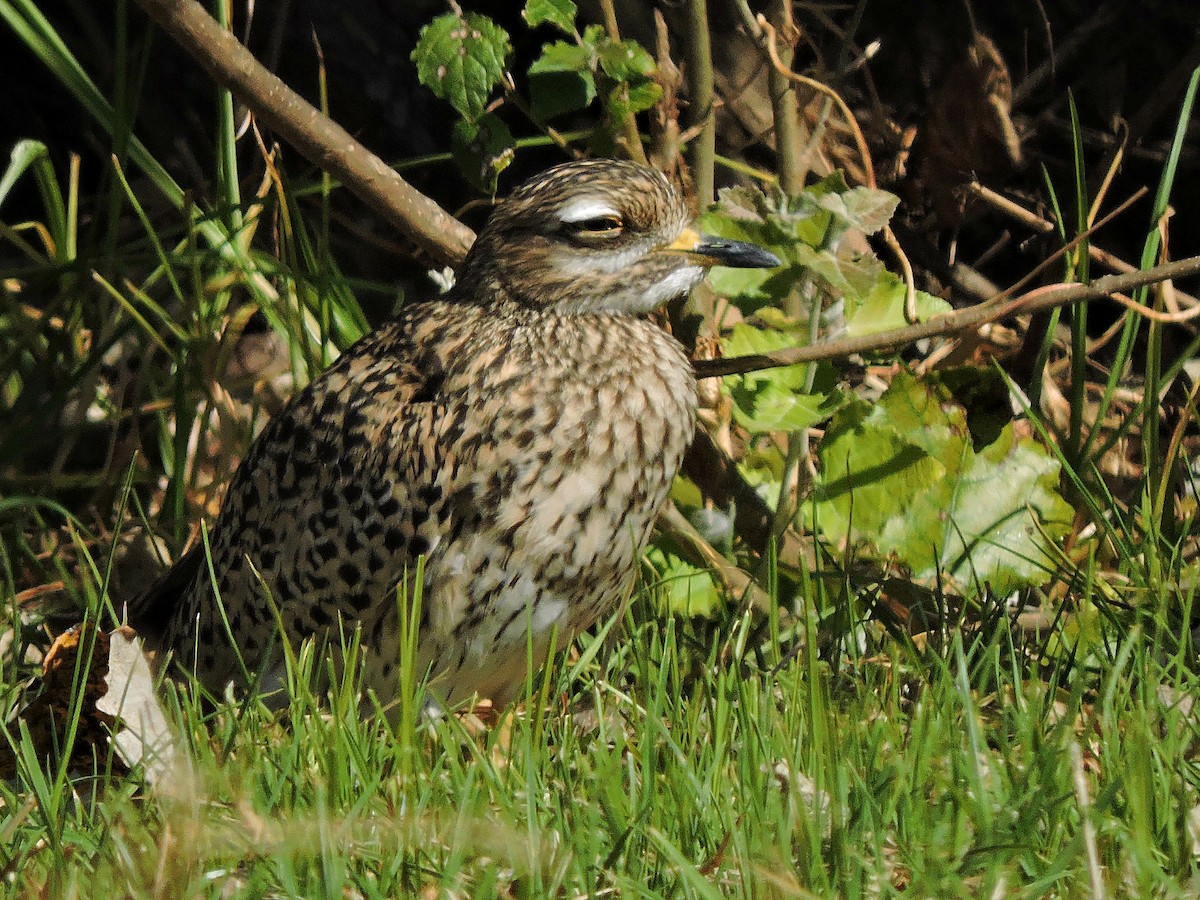Spotted Thick-knee - ML618587860